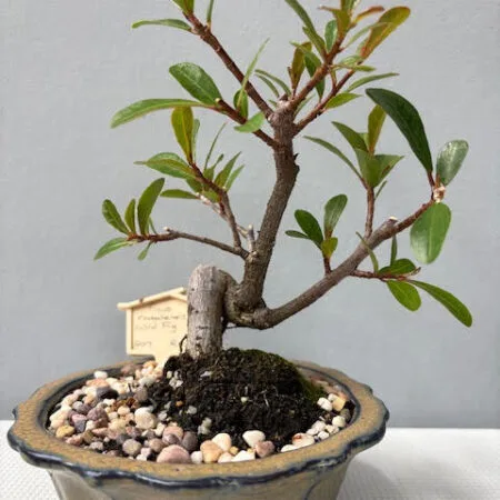 Ficus natalensis bonsai