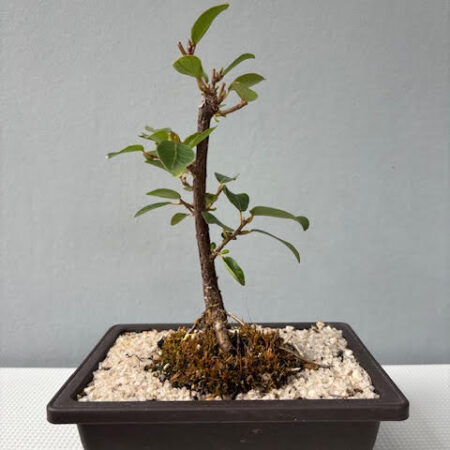 Ficus natalensis bonsai