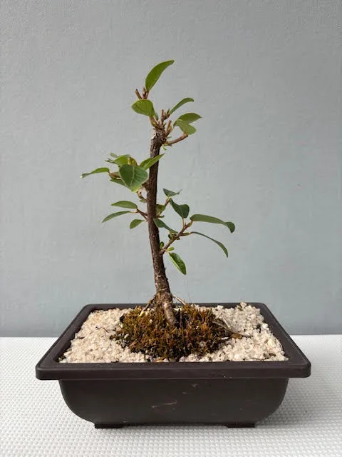 Ficus natalensis bonsai