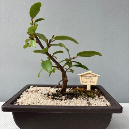 Ficus natalensis bonsai