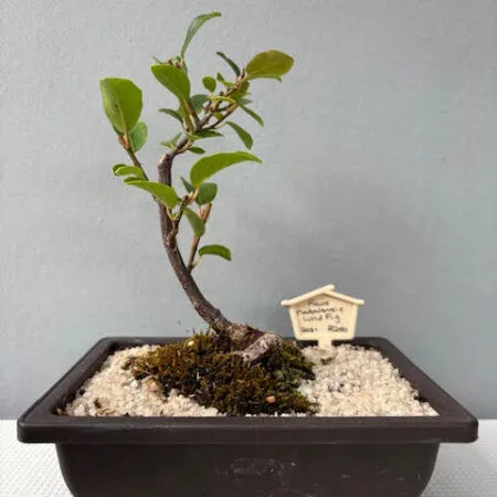 Ficus natalensis bonsai