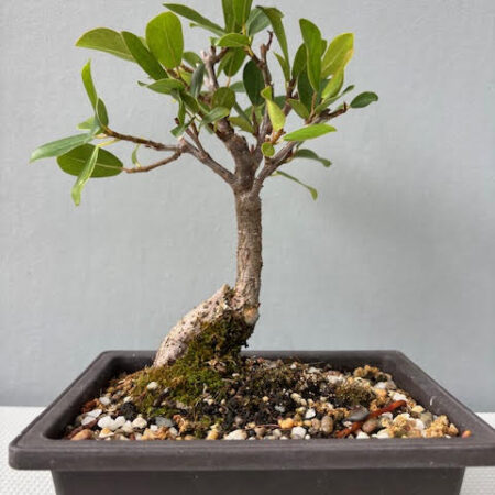 Ficus natalensis bonsai