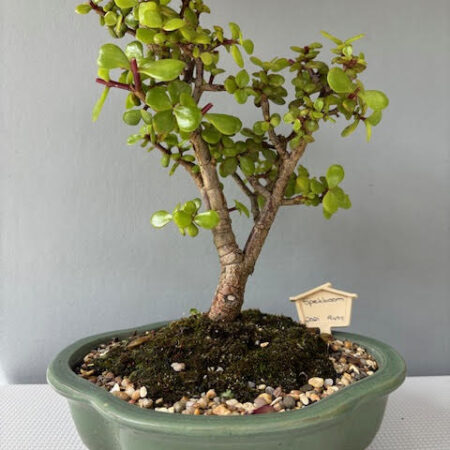 Spekboom bonsai