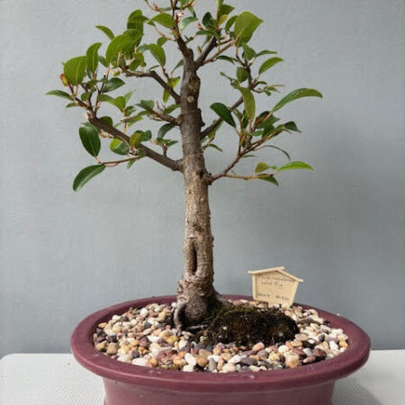 Ficus natalensis bonsai