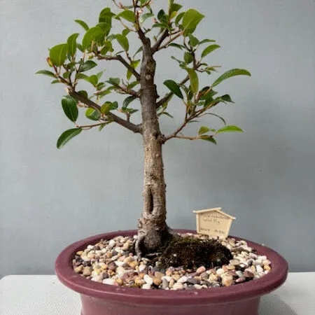 Ficus natalensis bonsai