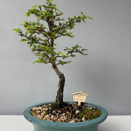 Cork Bark Elm bonsai