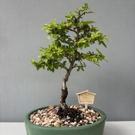 Cork Bark Elm bonsai