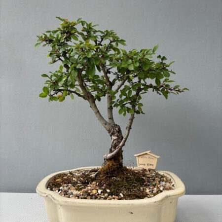 Catlin Elm bonsai