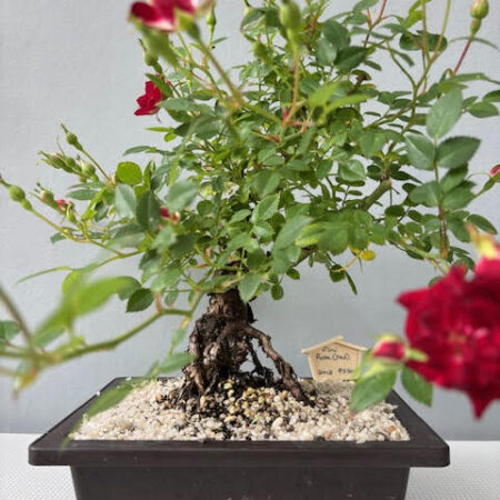 Mini Red Rose Bonsai