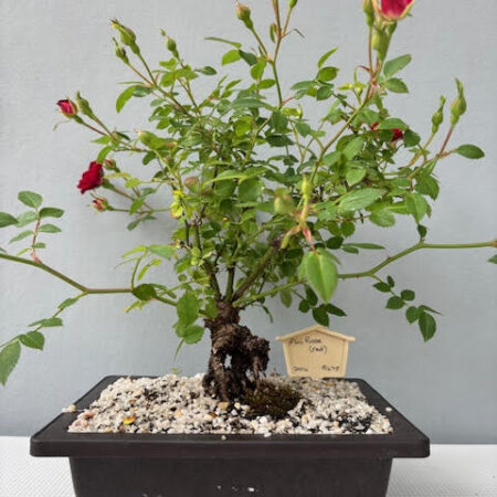 Mini Red Rose Bonsai