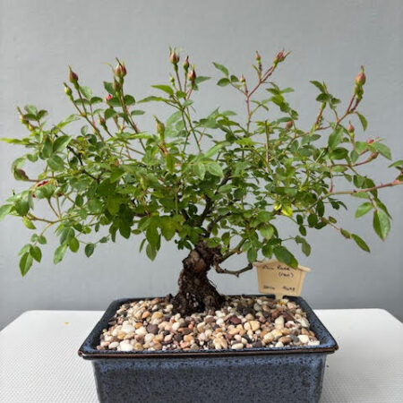 Mini Red Rose Bonsai