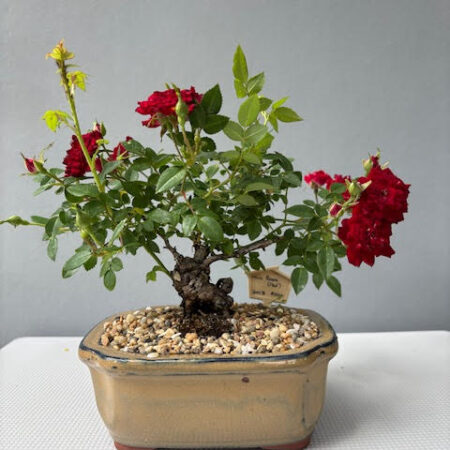 Mini Red Rose Bonsai