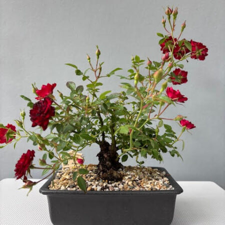 Mini Red Rose Bonsai