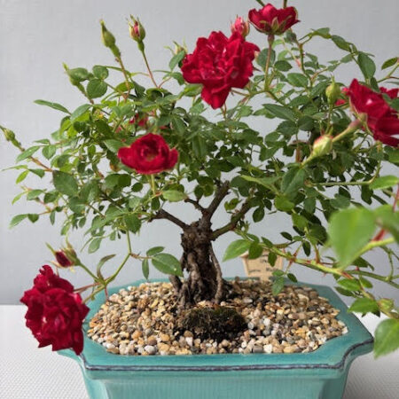 Mini Red Rose Bonsai