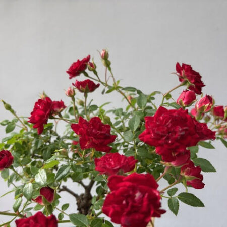 Mini Red Rose Bonsai