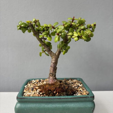 Spekboom bonsai