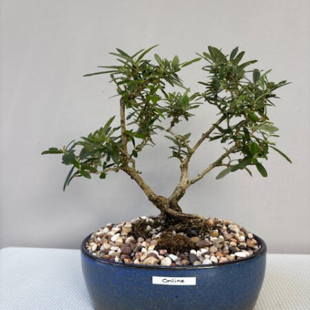 Buddleja saligna bonsai