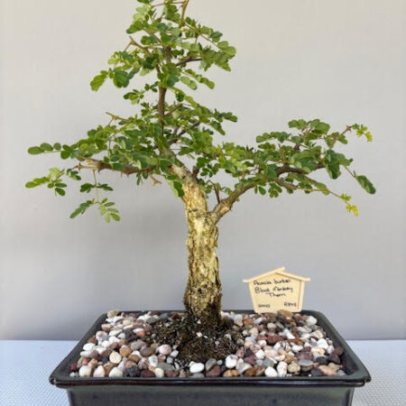 Acacia burkei bonsai