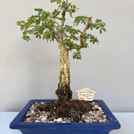 Acacia burkei bonsai