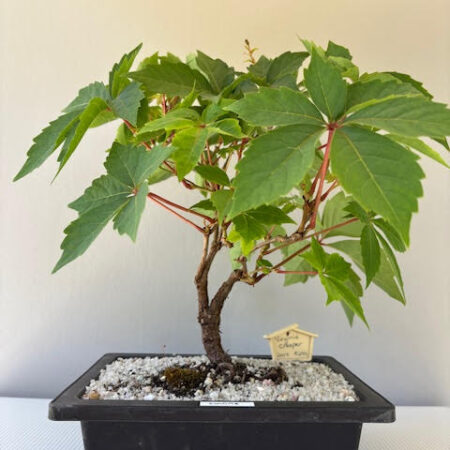 Virginia Creeper bonsai