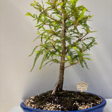 Swamp Cypress Bonsai