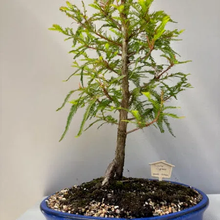 Swamp Cypress Bonsai