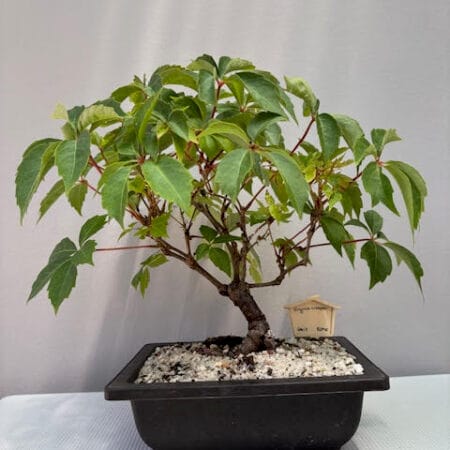 Virginia Creeper bonsai