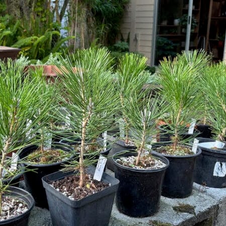 Japanese Black Pine pre-bonsai