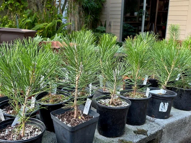 Japanese Black Pine pre-bonsai