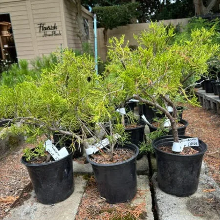 Juniper chinensis (Mint Julep) pre-bonsai