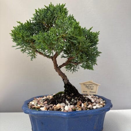 Itoigawa Shimpaku Juniper bonsai