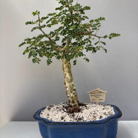 Acacia burkei - Black Monkey Thorn Bonsai