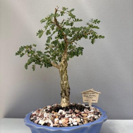 Acacia burkei - Black Monkey Thorn Bonsai