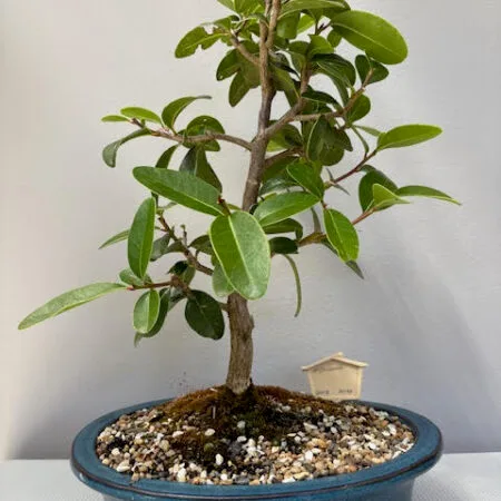 Milkwood Bonsai