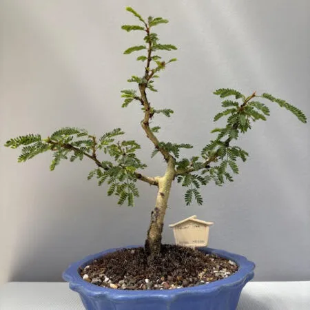 Fever Tree Bonsai