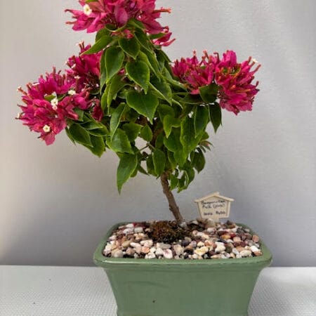 Bougainvillea Bonsai