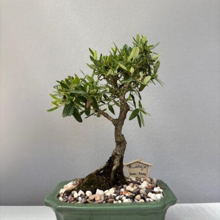 Buddleja Bonsai