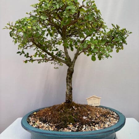 Catlin Elm Bonsai