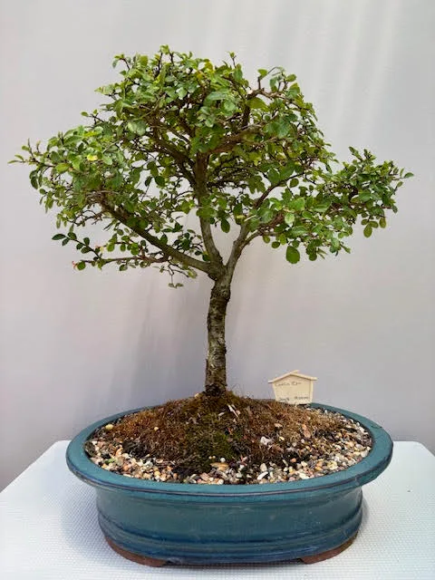 Catlin Elm Bonsai