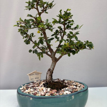 Catlin Elm Bonsai