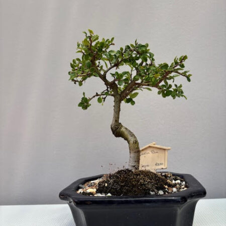 Catlin Elm Bonsai