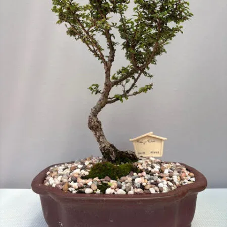 Seiju Elm Bonsai