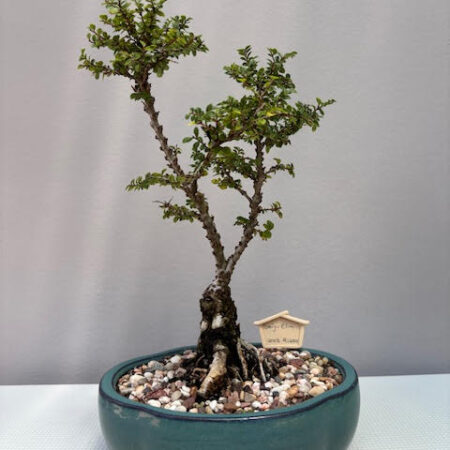 Seiju Elm Bonsai