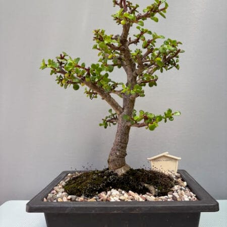 Spekboom Bonsai