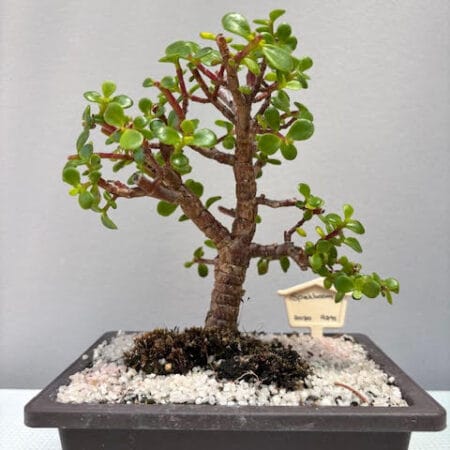 Spekboom Bonsai