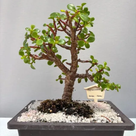 Spekboom Bonsai