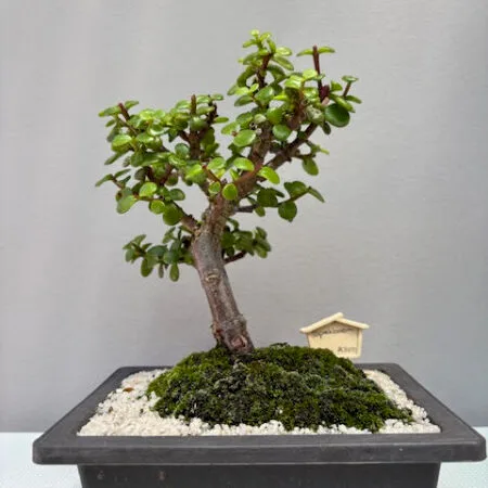 Spekboom Bonsai