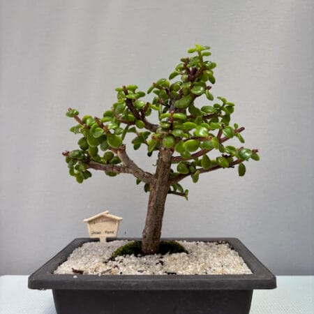 Spekboom Bonsai