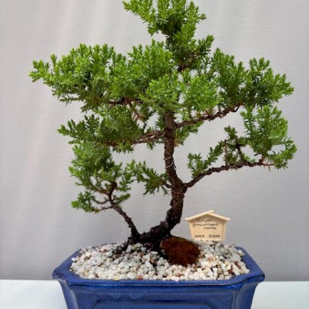 Juniper procumbens nana bonsai