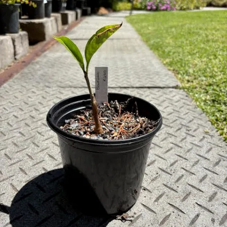 Baobab pre-bonsai